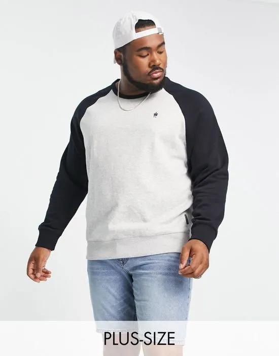 Plus raglan sweatshirt in light gray navy